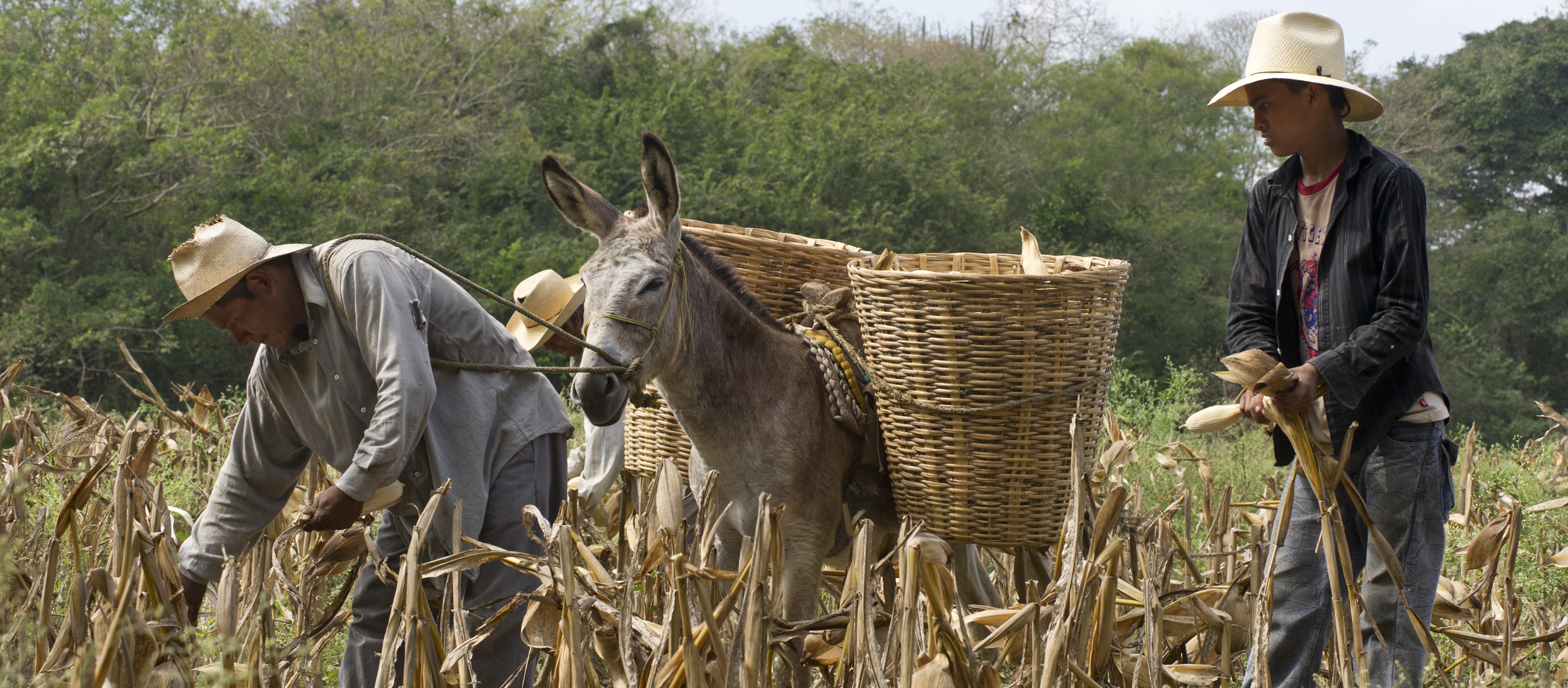 Liderazgo rural enfocado a jóvenes